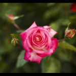 Siteye yeni yüklediğim fotoğrafları ilk olarak burada görebileceksiniz. Siteye yeni yüklediğim fotoğrafları ilk olarak burada görebileceksiniz.